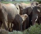 Слон семьи